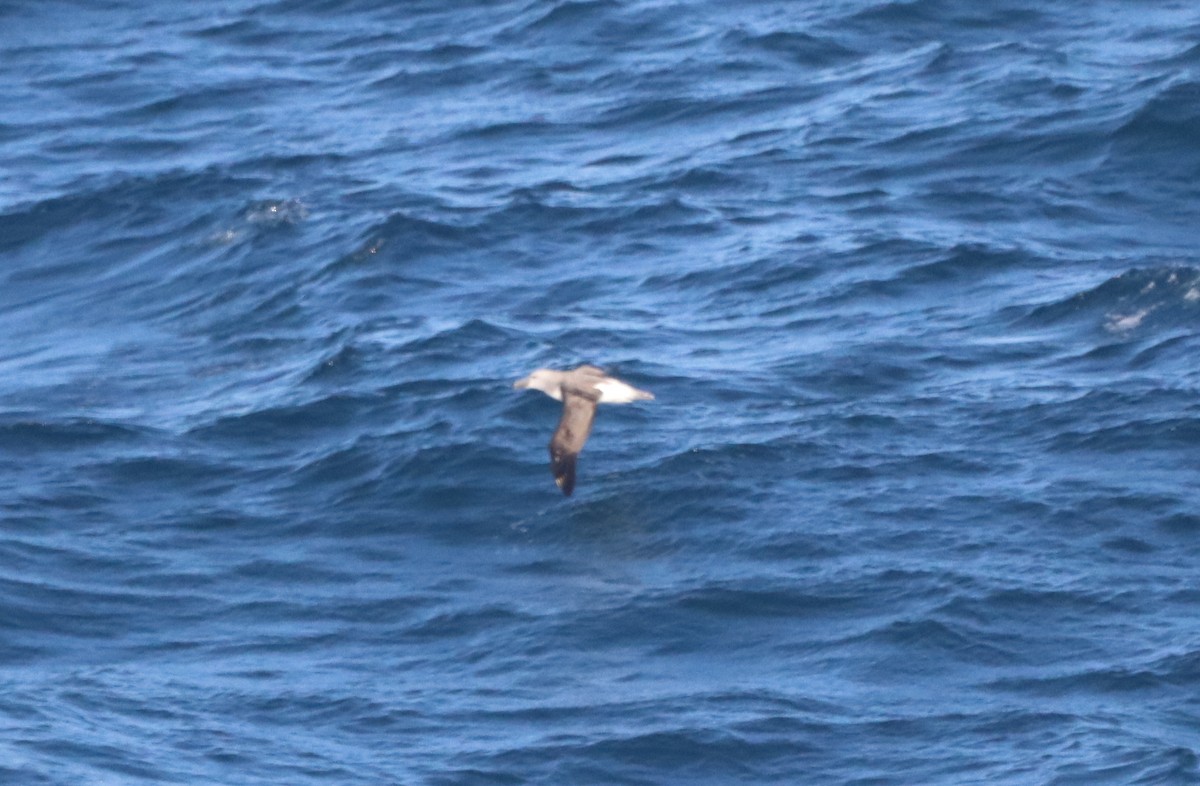 Buller's Albatross - ML643098499