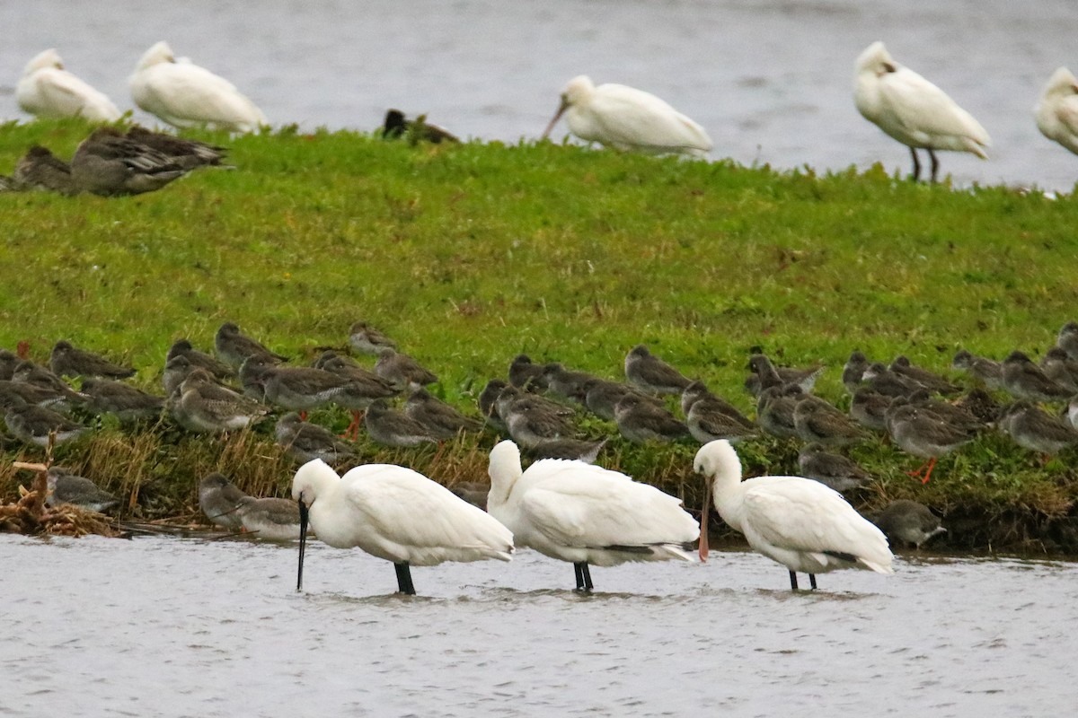 白琵鷺 - ML643098500