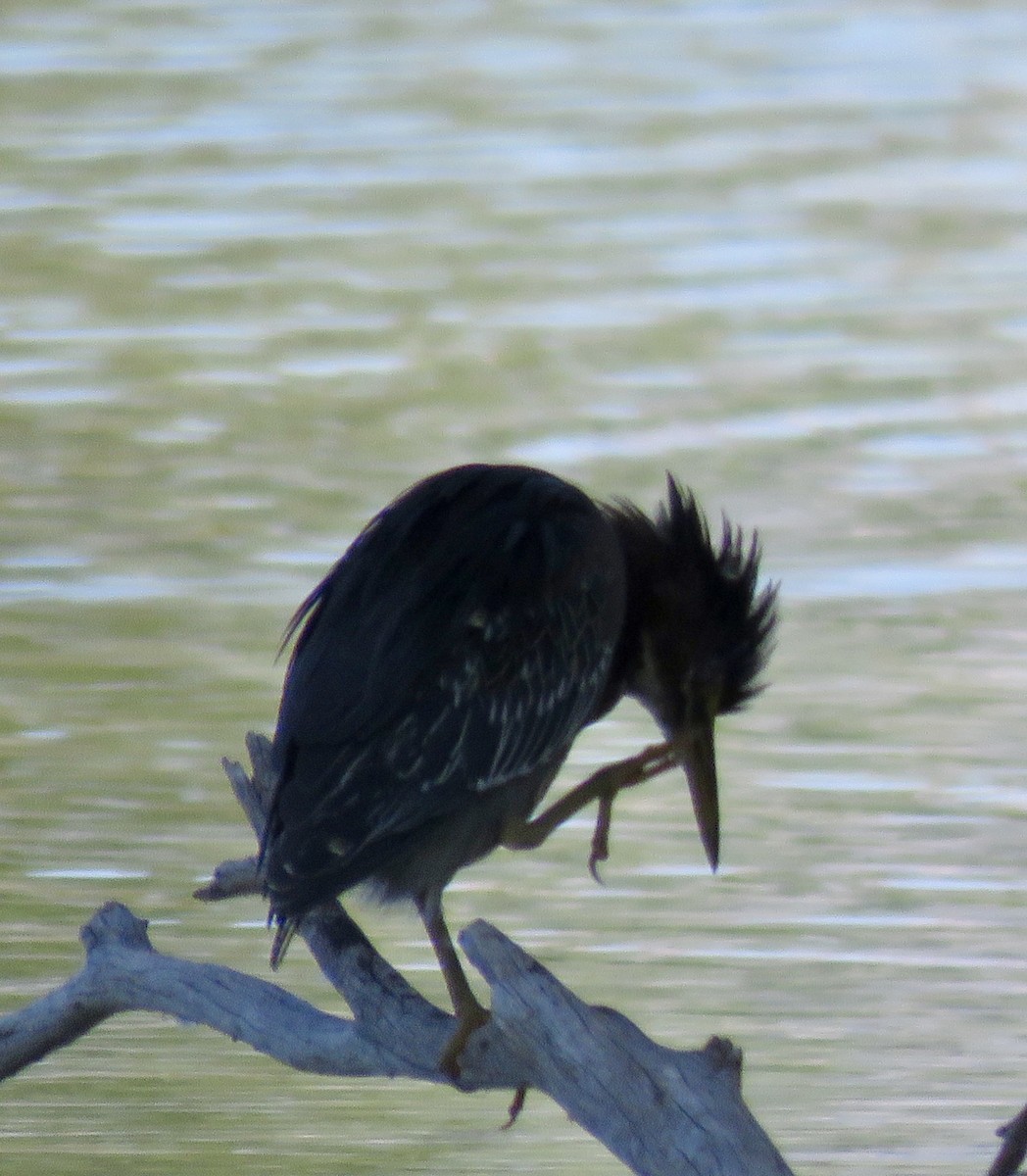 Green Heron - ML643098507