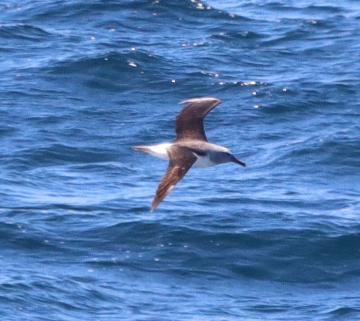 Salvin's Albatross - ML643098521