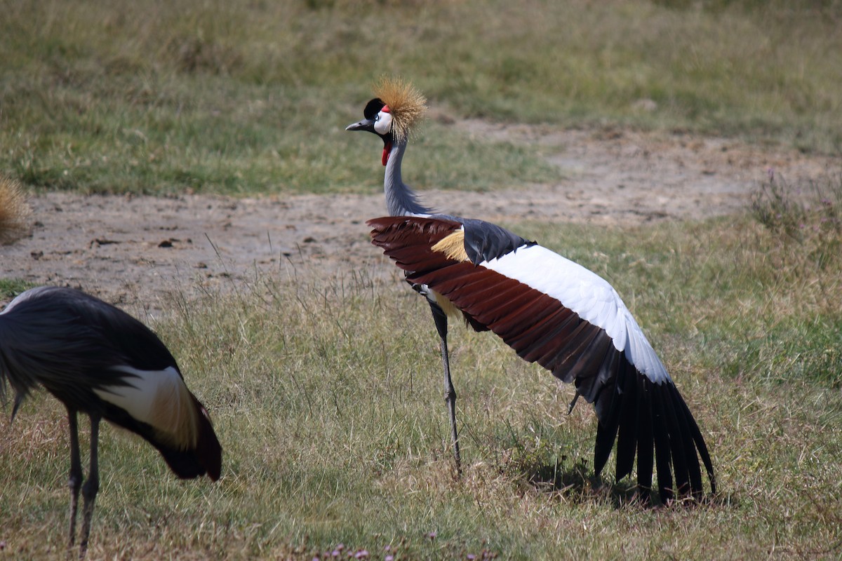 Gray Crowned-Crane - ML643098551