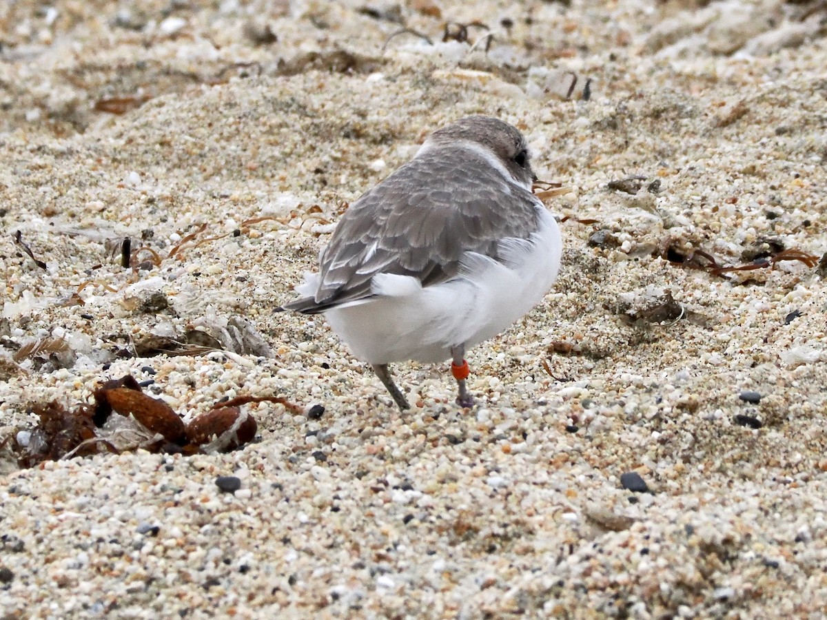Snowy Plover - ML643098567