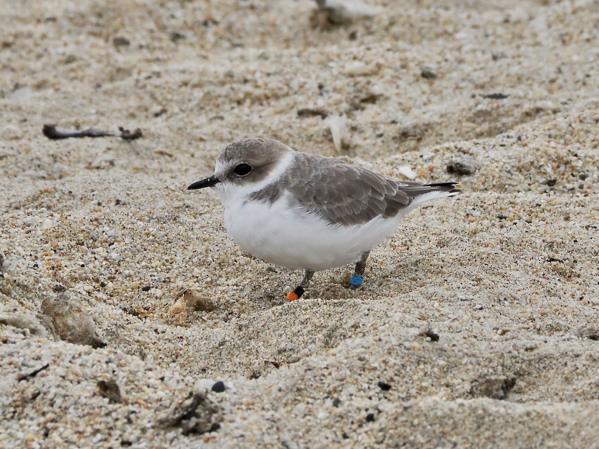 Snowy Plover - ML643098568