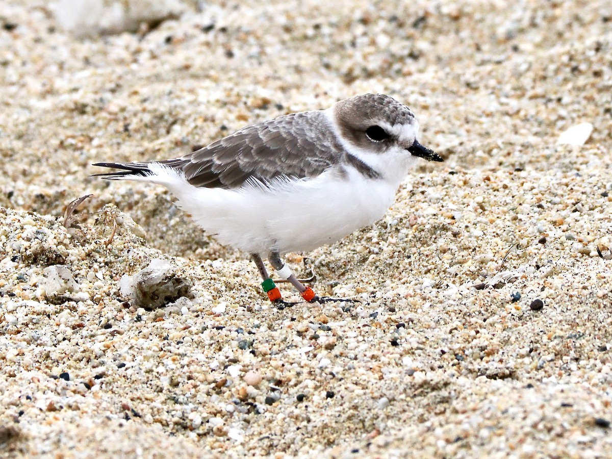 Snowy Plover - ML643098569