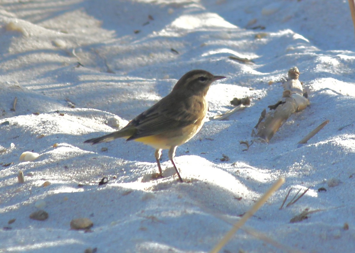 Palm Warbler - ML643098606