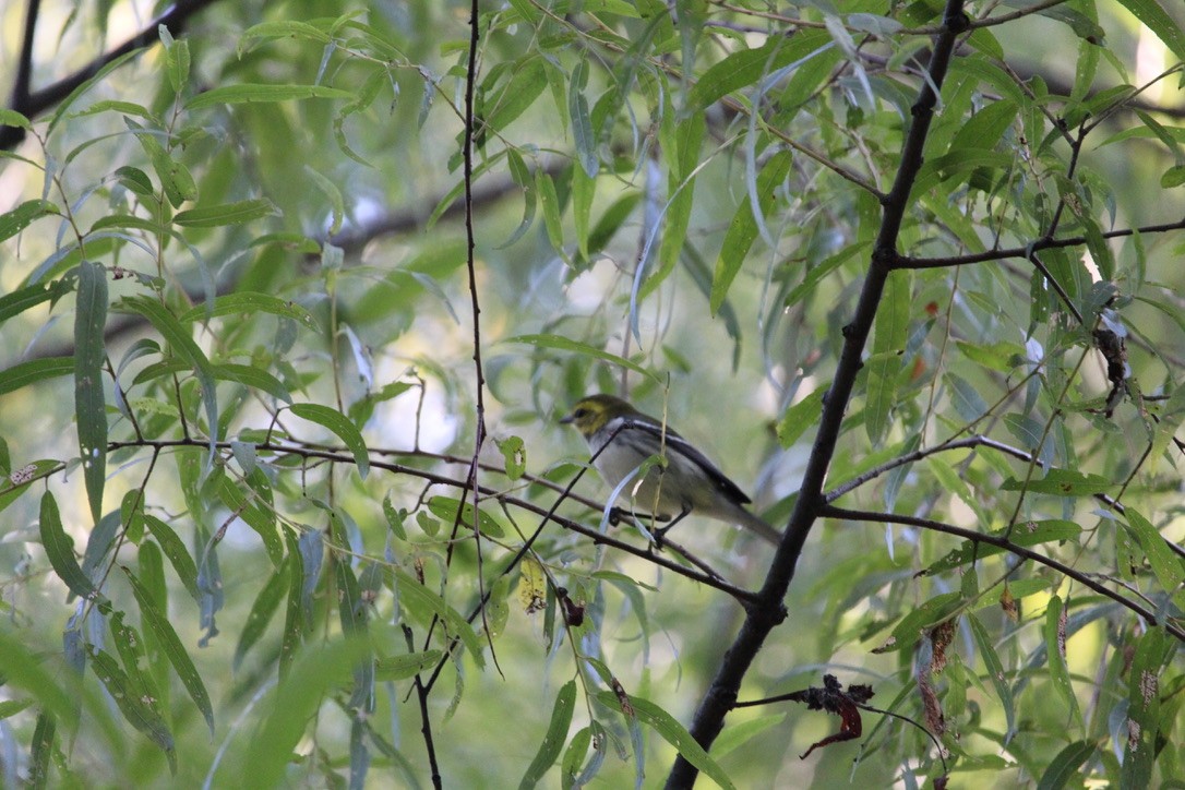 Black-throated Green Warbler - ML643098625