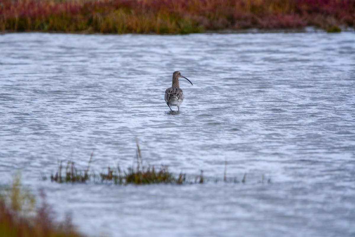 Eurasian Curlew - ML643098630