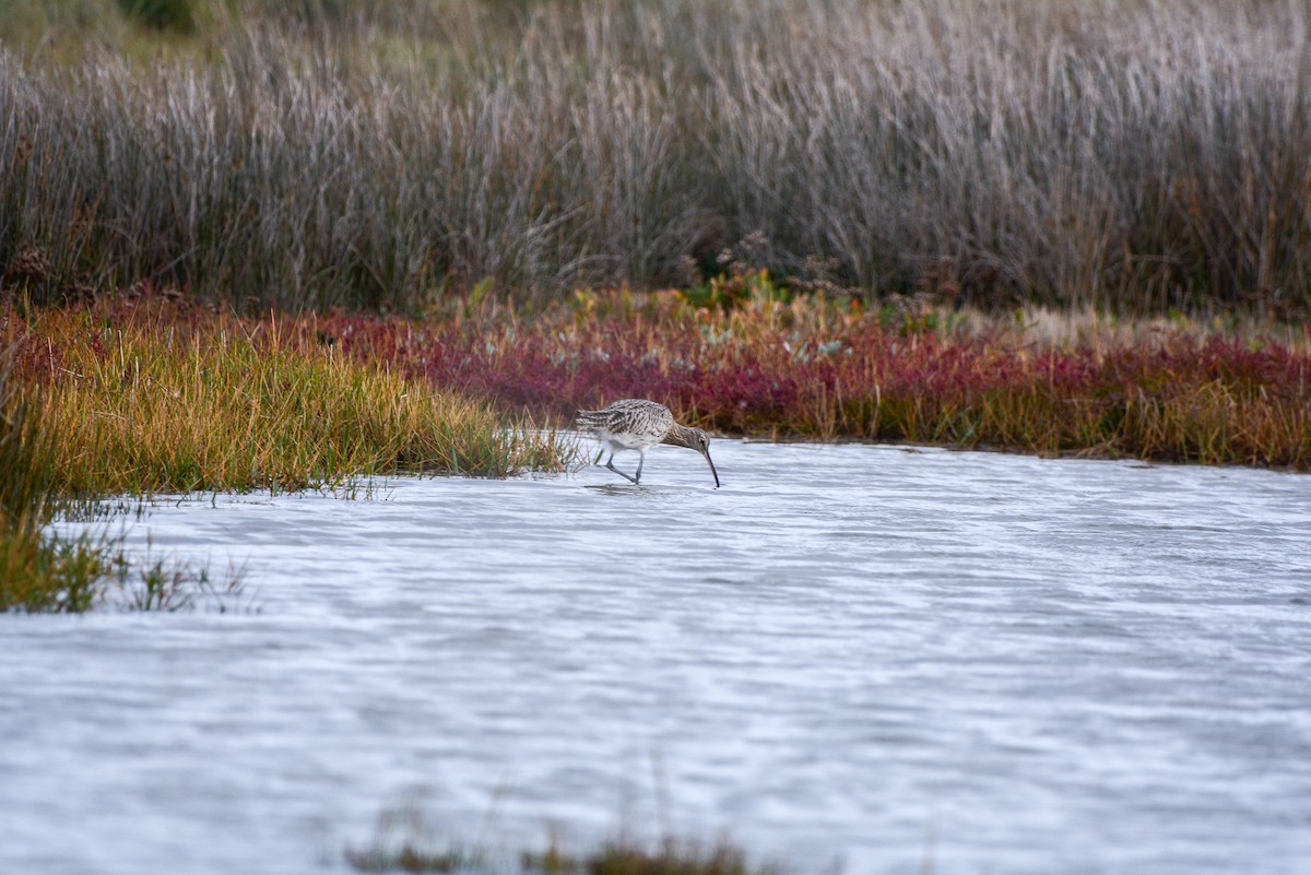 Eurasian Curlew - ML643098642