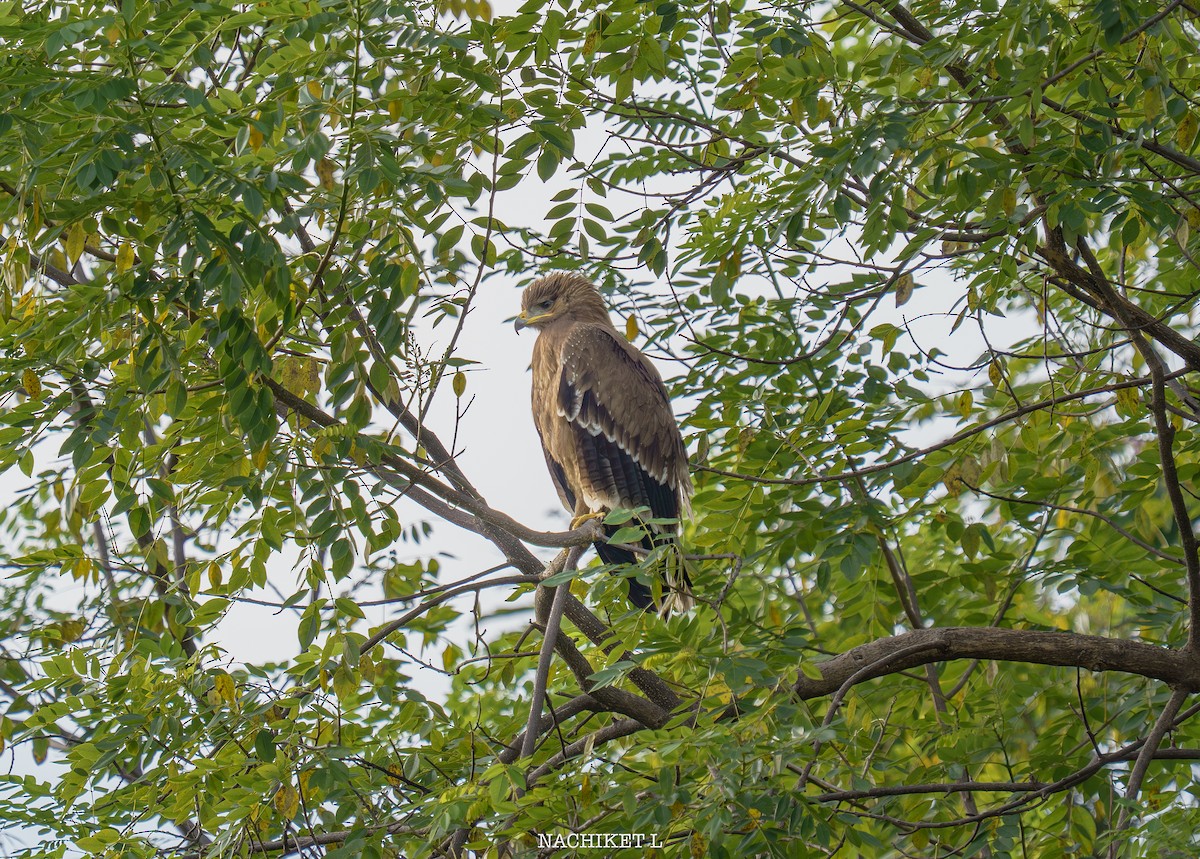 Indian Spotted Eagle - ML643098645