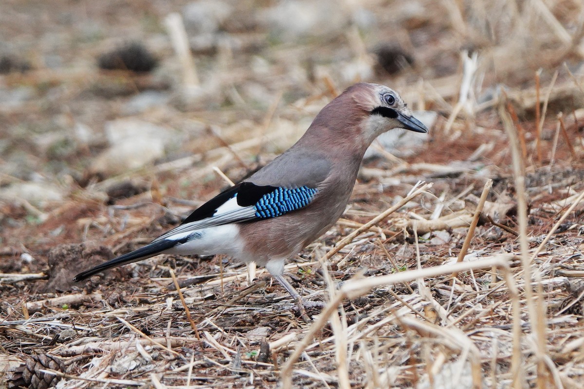 カケス - ML643098646