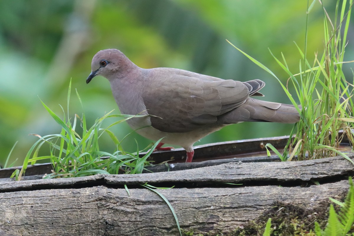 White-tipped Dove - ML643098651