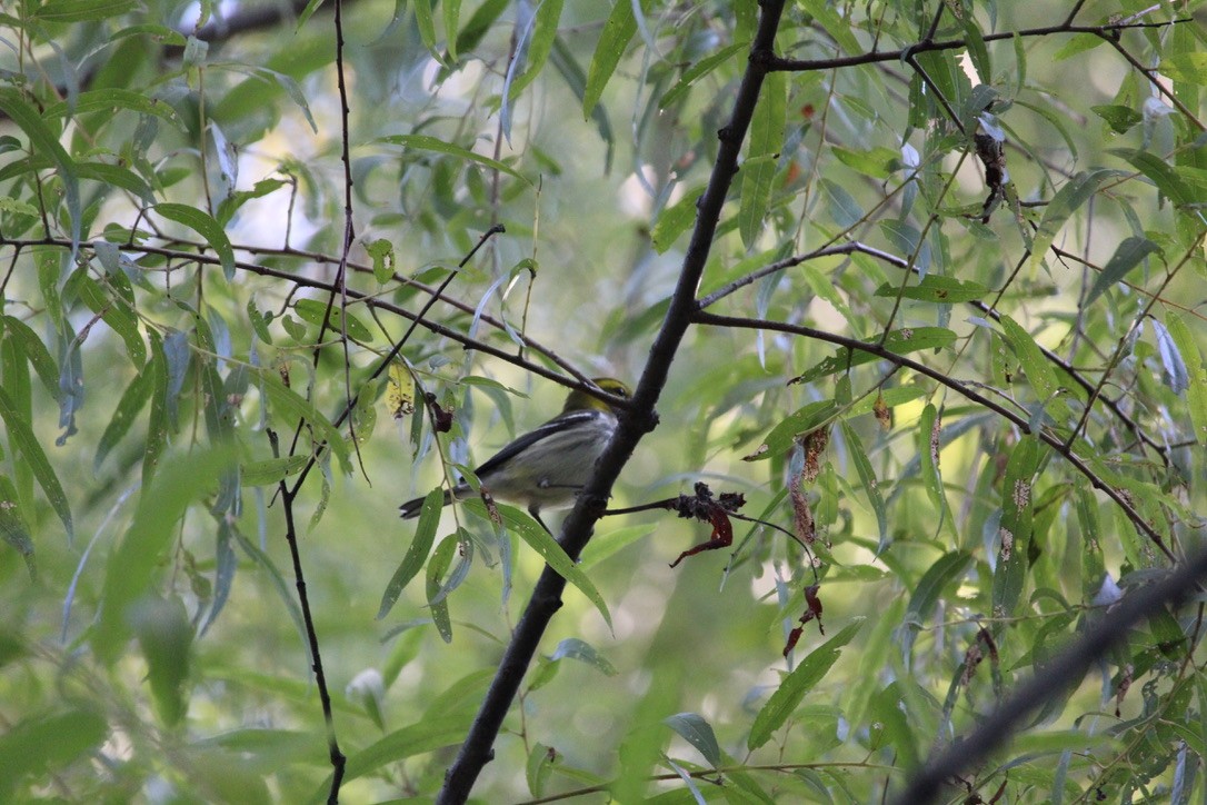 Black-throated Green Warbler - ML643098657