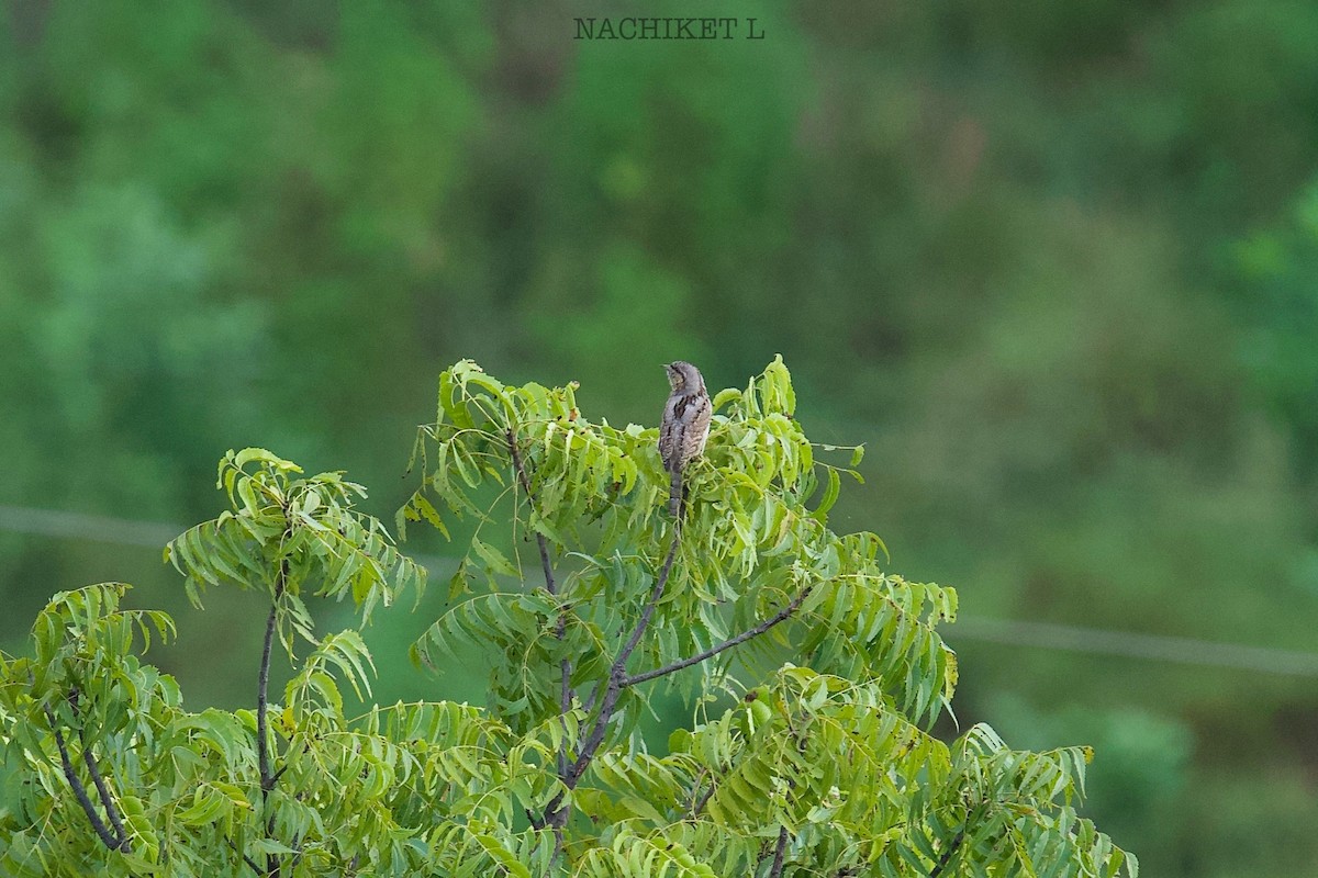 Eurasian Wryneck - ML643098660