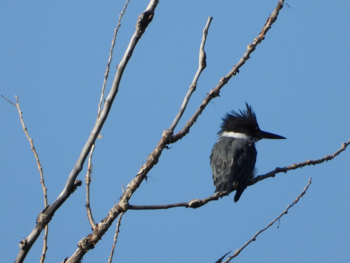 Belted Kingfisher - ML643098672