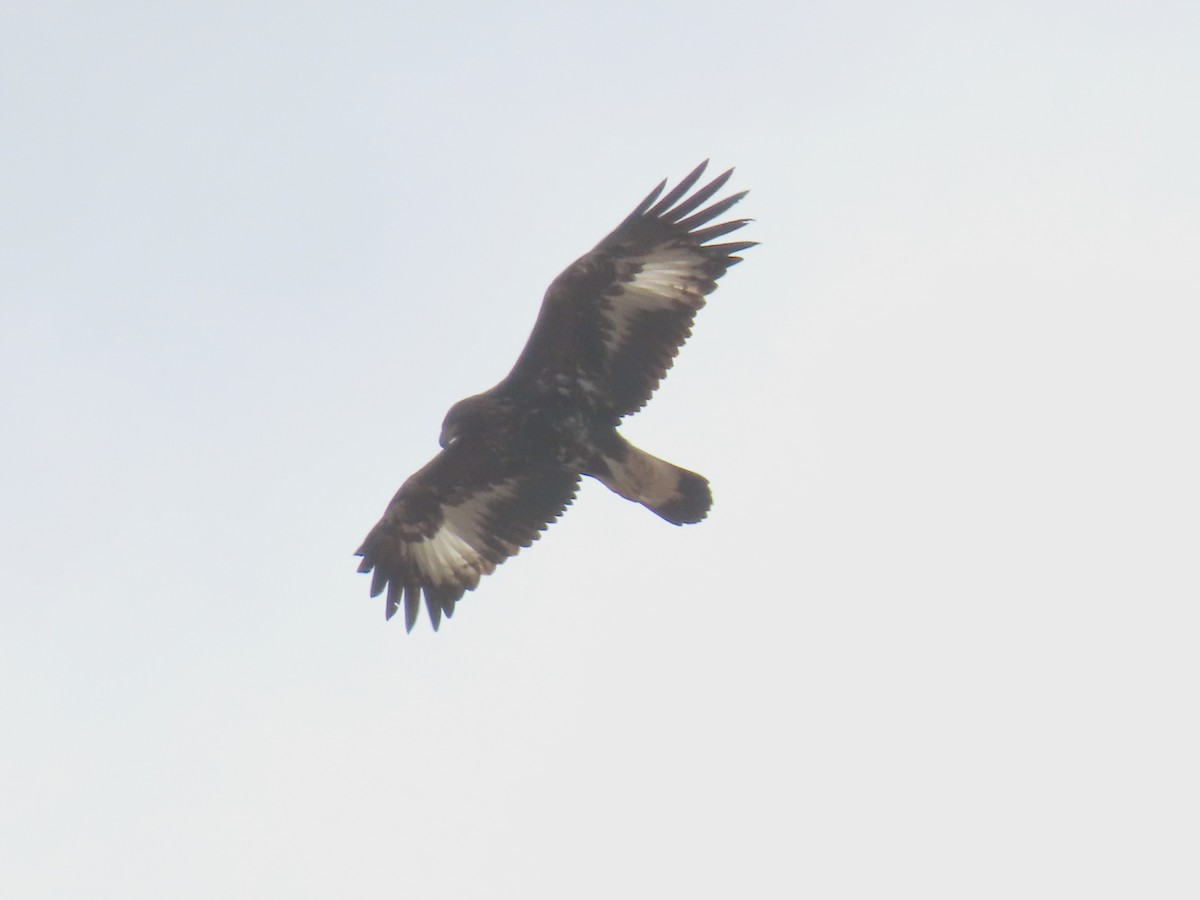 Цармын бүргэд - ML643098684