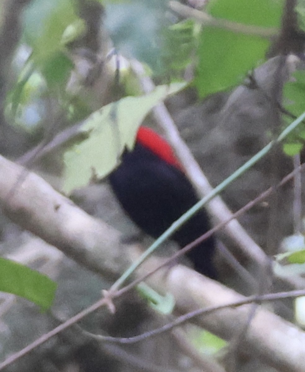 Helmeted Manakin - ML643098686