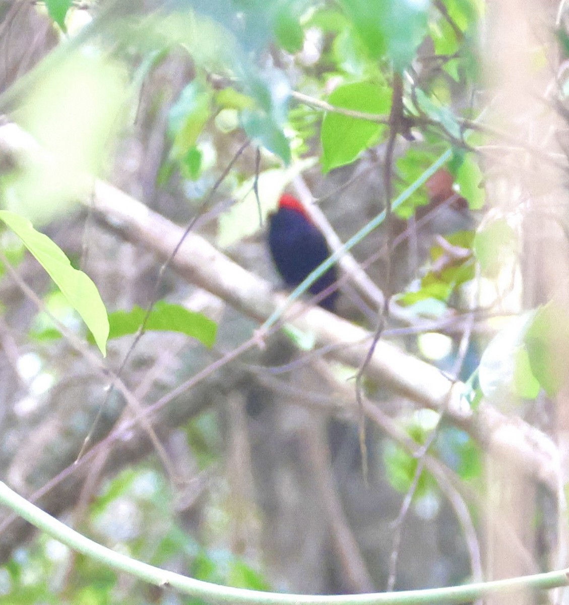 Helmeted Manakin - ML643098687