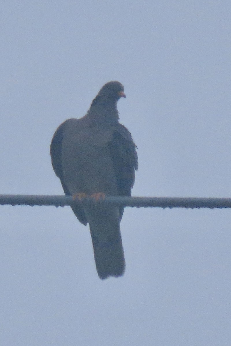 Band-tailed Pigeon - ML643098696