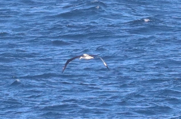 Northern Royal Albatross - ML643098698