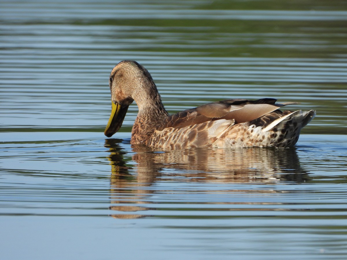 Mallard (Domestic type) - ML643098701