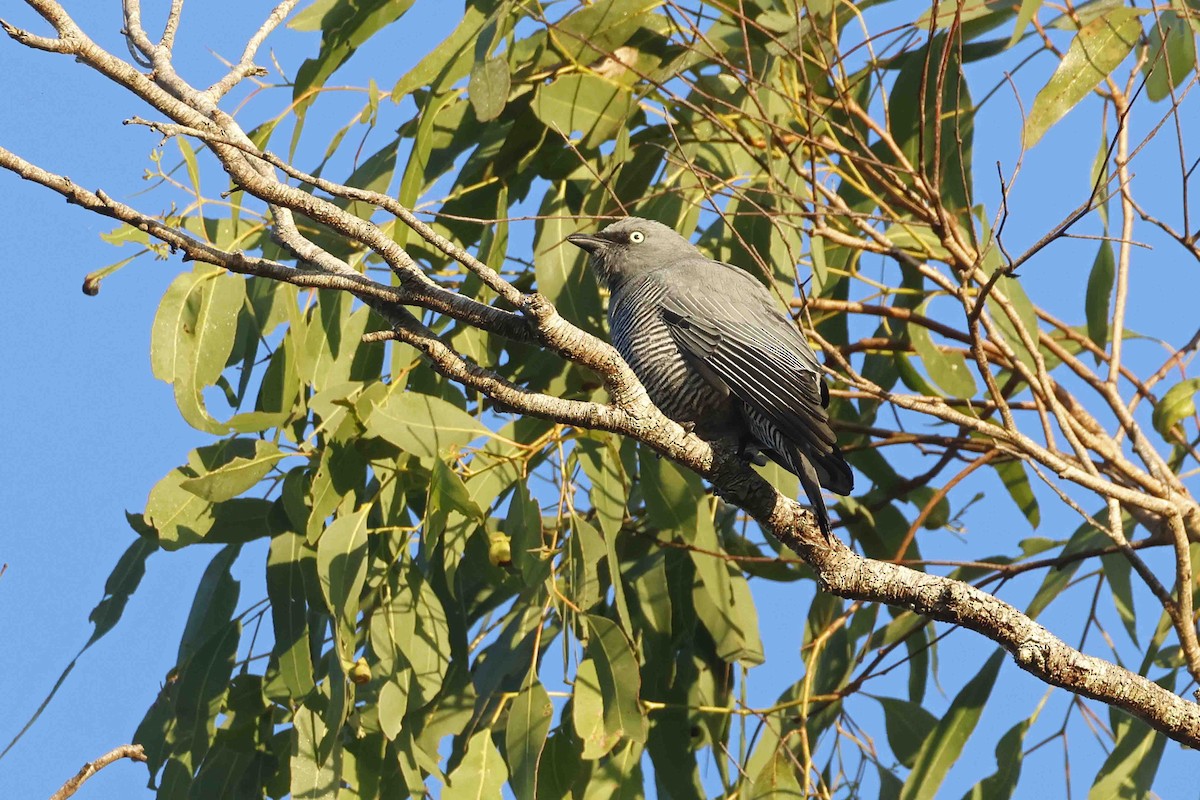 Barred Cuckooshrike - ML643098717