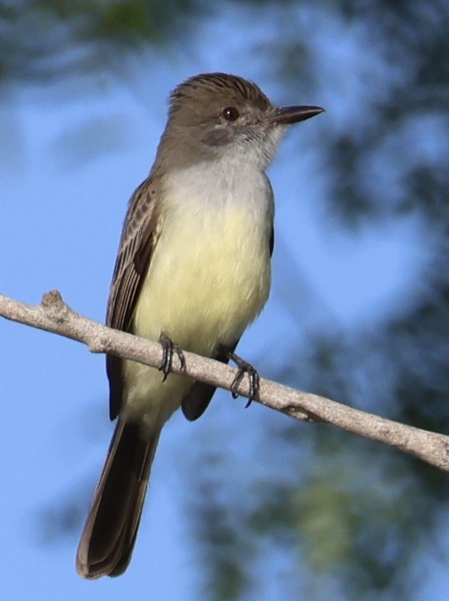 Short-crested Flycatcher - ML643098729