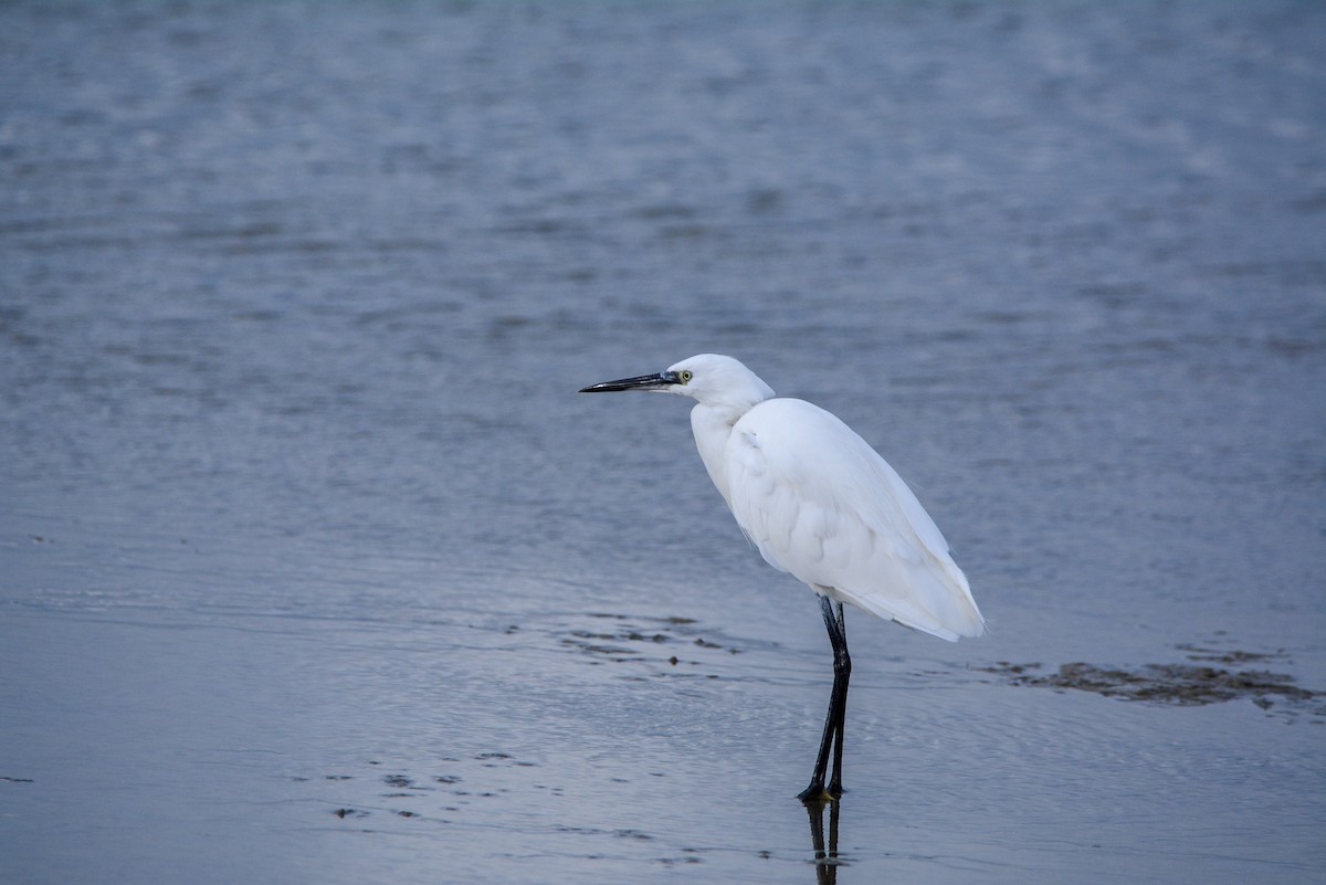 Little Egret - ML643098733