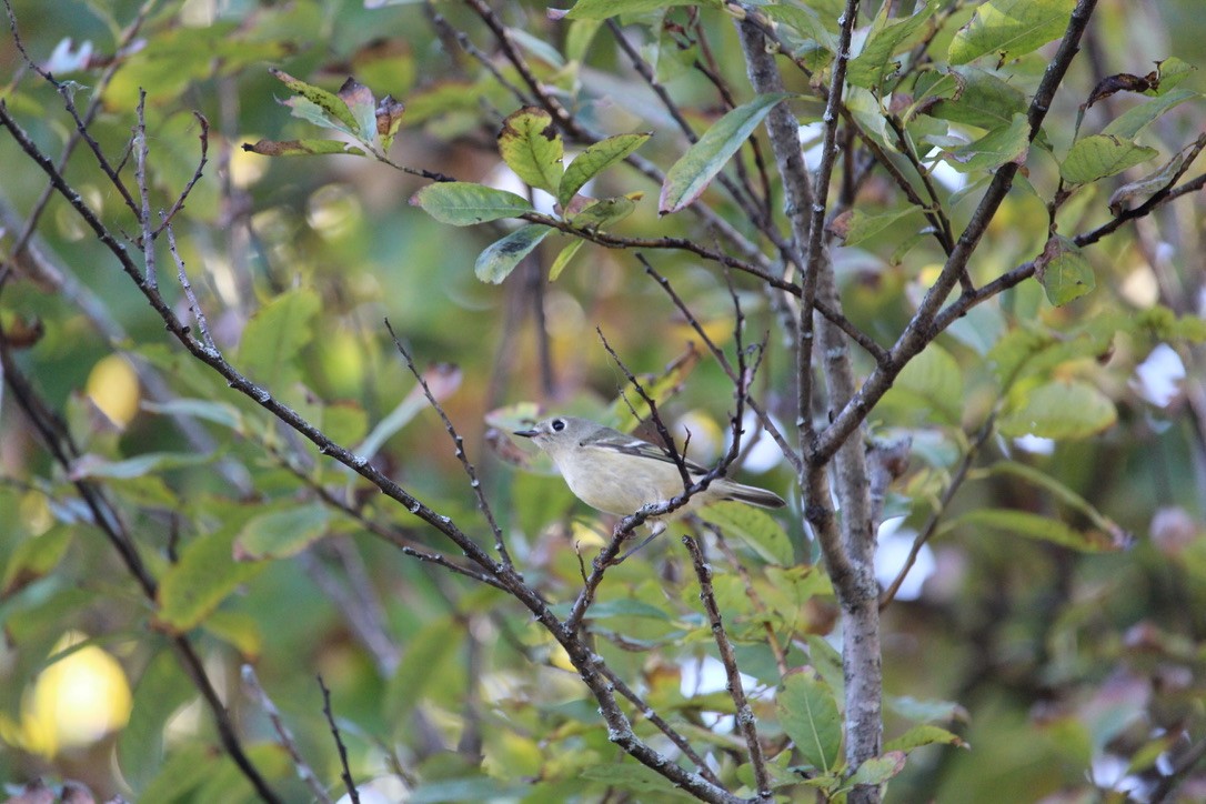 Ruby-crowned Kinglet - ML643098754