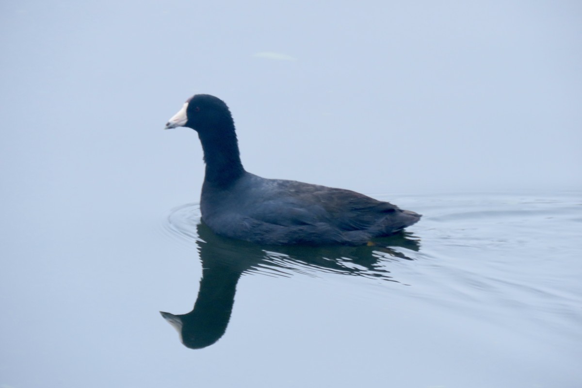 American Coot (Red-shielded) - ML643098759