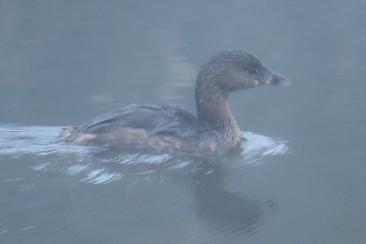 Pied-billed Grebe - ML643098772
