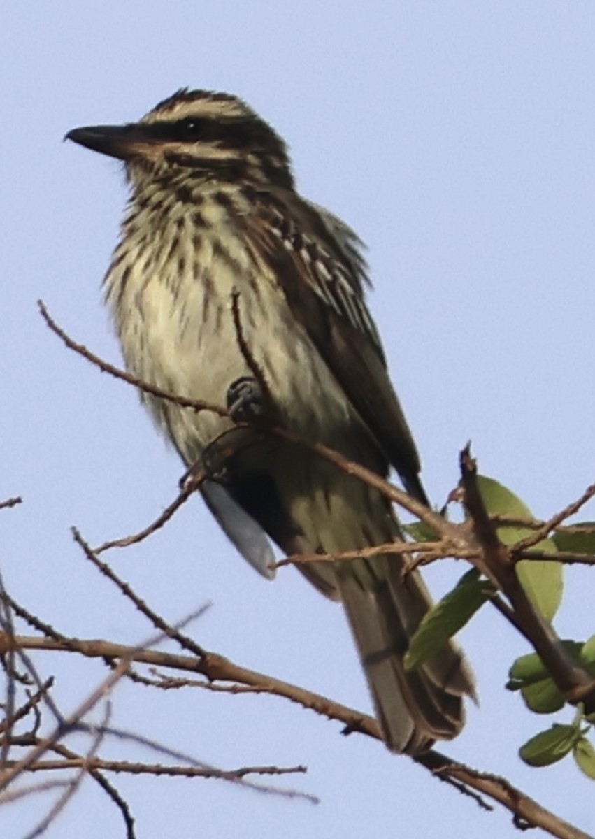 Streaked Flycatcher - ML643098773