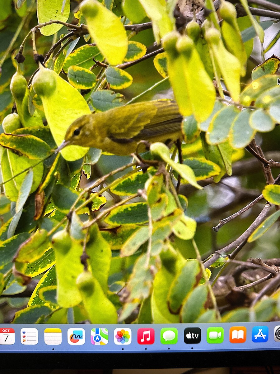 Tennessee Warbler - ML643098777