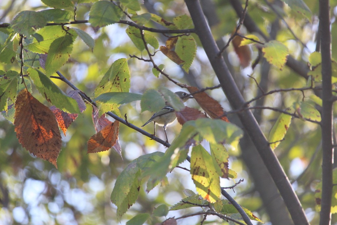 Ruby-crowned Kinglet - ML643098778