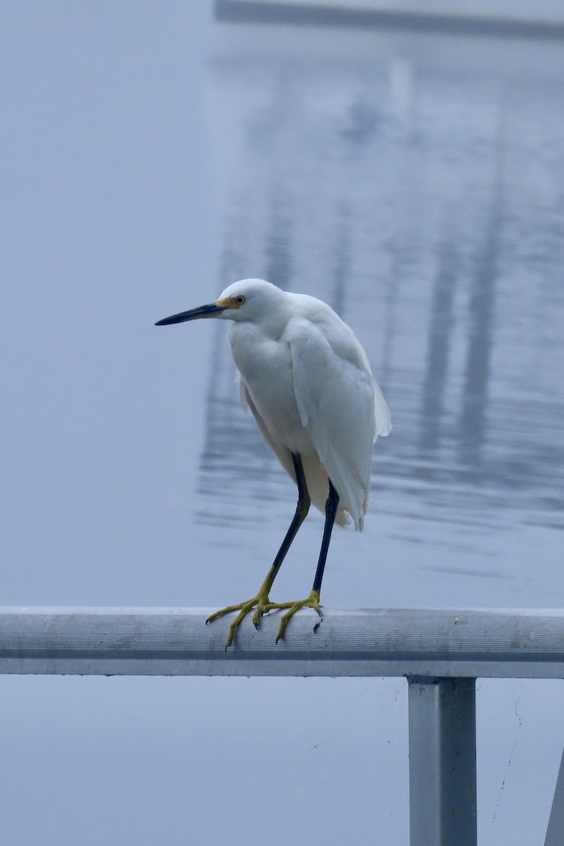 Snowy Egret - ML643098780