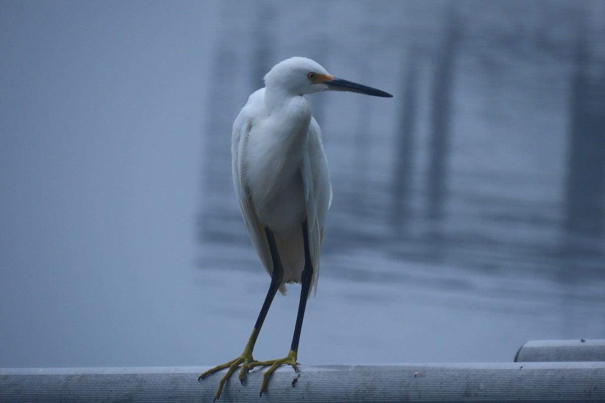 Snowy Egret - ML643098781