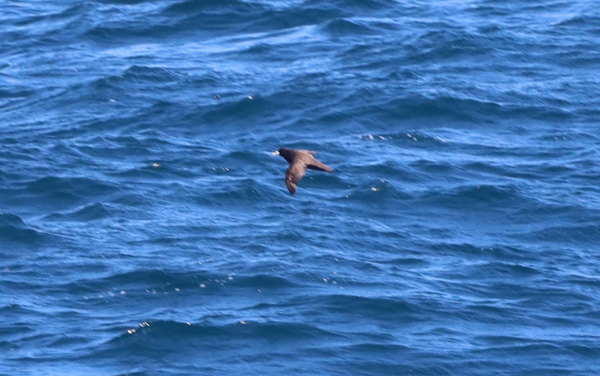 White-chinned Petrel - ML643098784