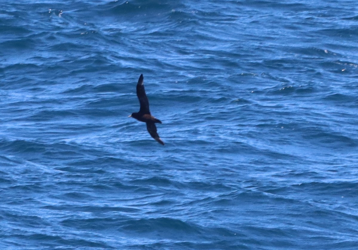 White-chinned Petrel - ML643098792