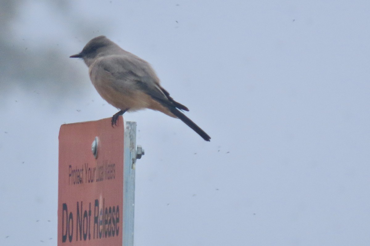 Say's Phoebe - ML643098809