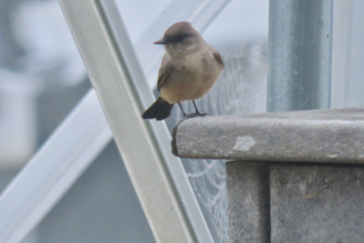 Say's Phoebe - ML643098810