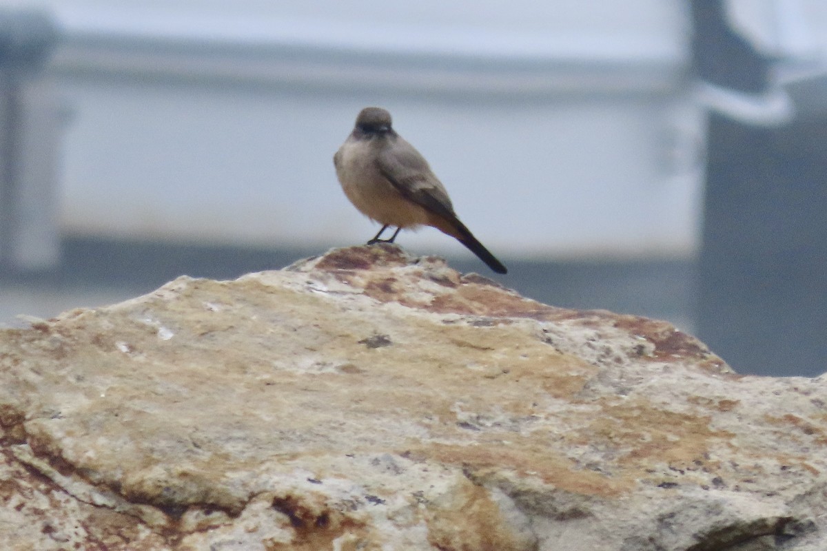 Say's Phoebe - ML643098811