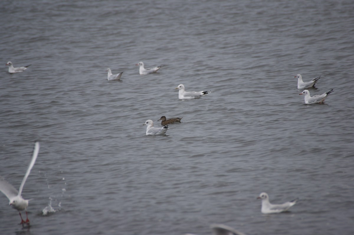 Green-winged Teal (Eurasian) - ML643098812