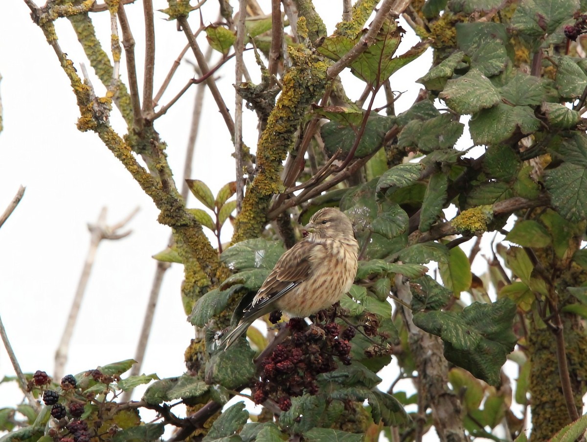 Eurasian Linnet - ML643098814