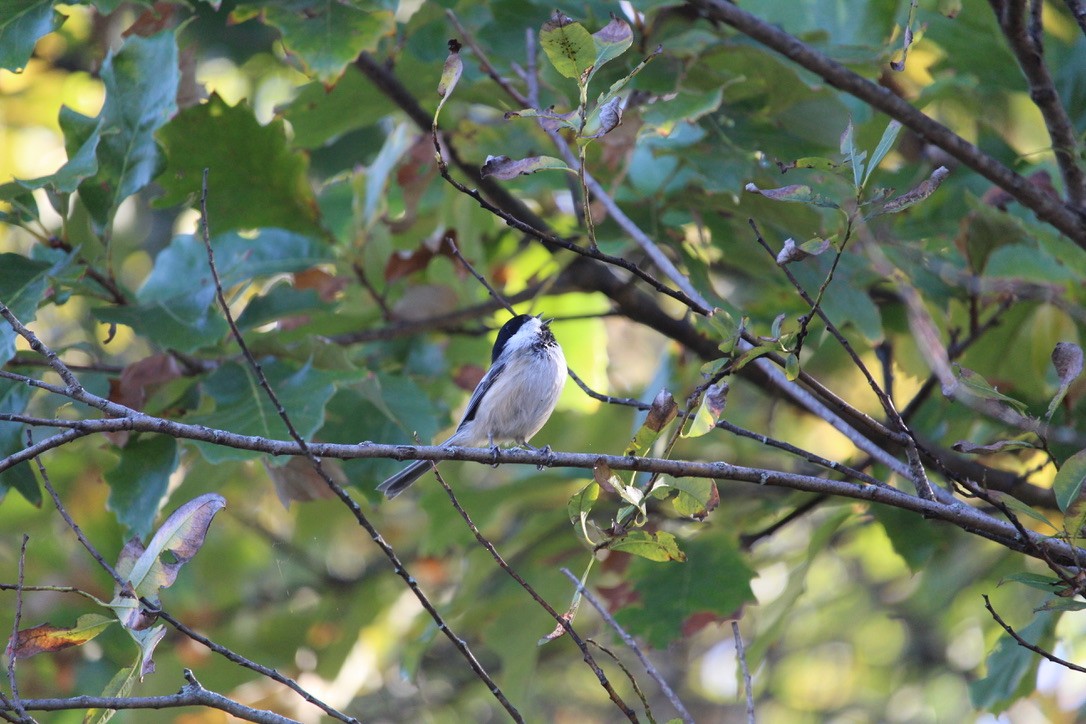 Black-capped Chickadee - ML643098833
