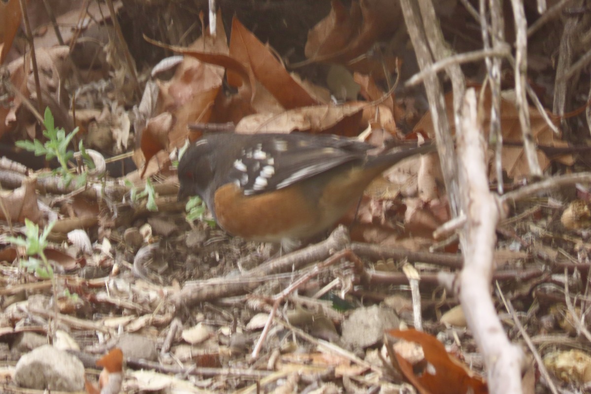 Spotted Towhee - ML643098837