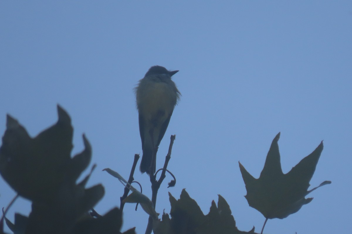 Cassin's Kingbird - ML643098848