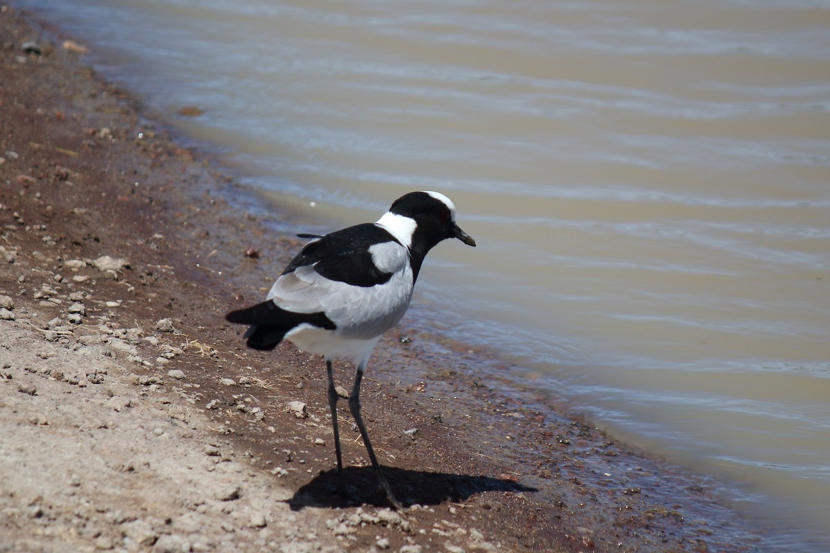Blacksmith Lapwing - ML643098861