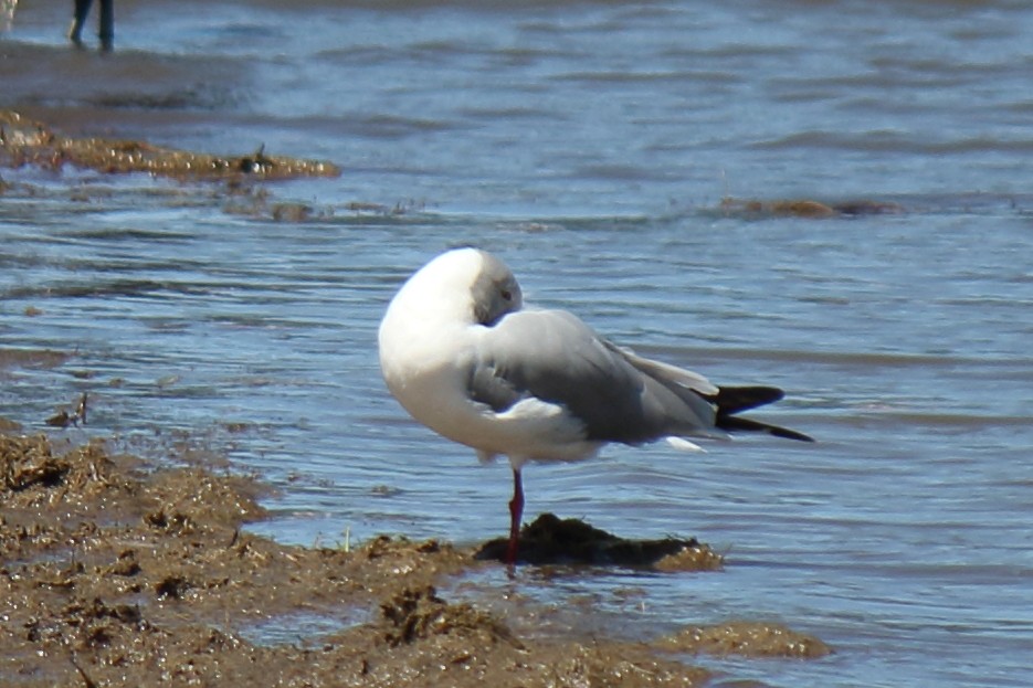 Gray-hooded Gull - ML643098862