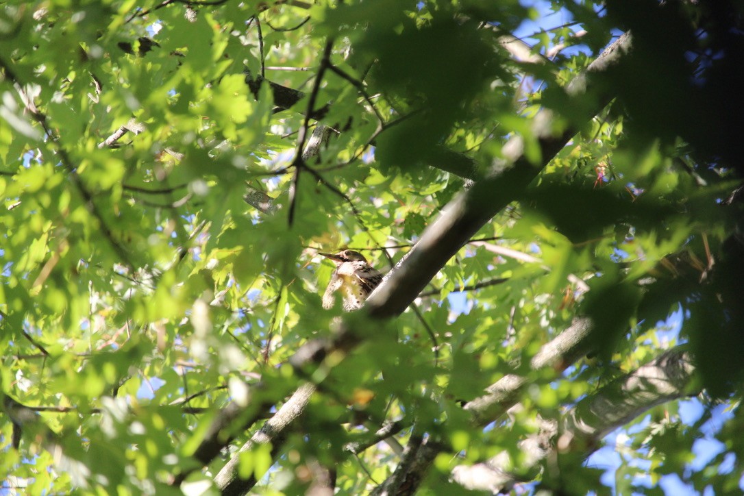 Northern Flicker - ML643098878