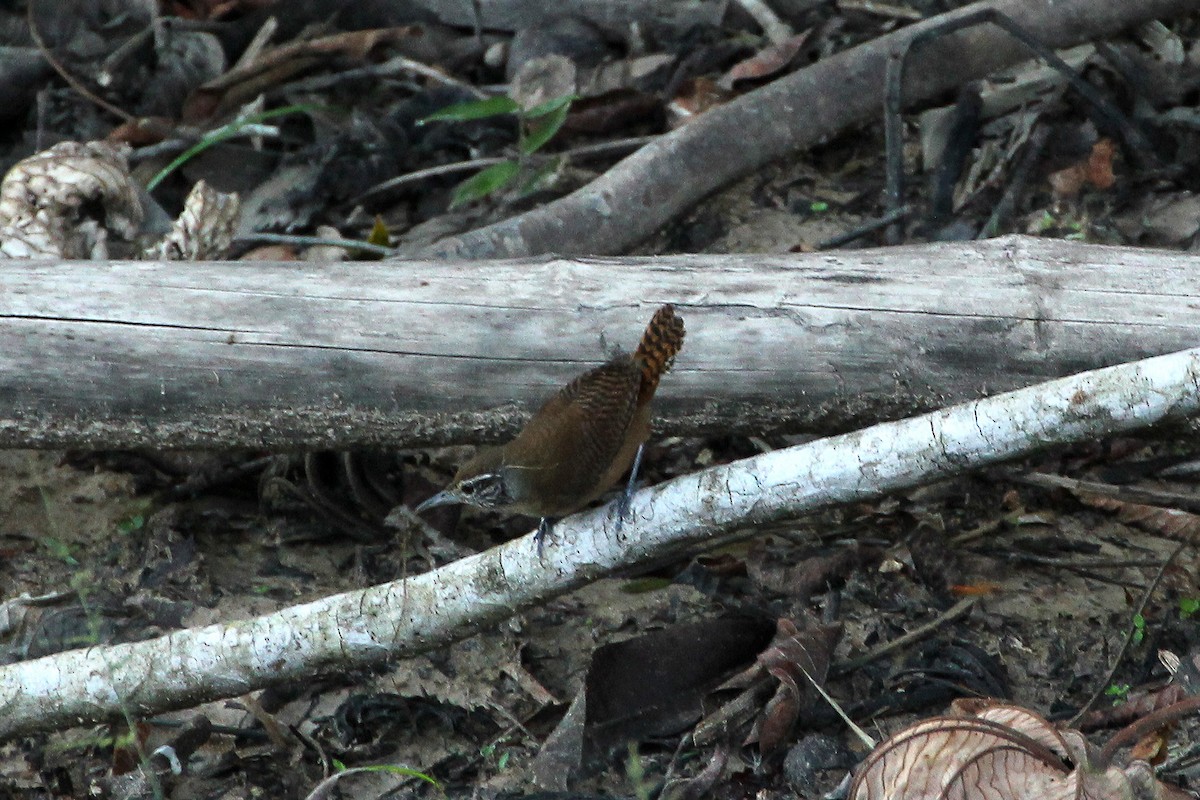 Buff-breasted Wren - ML643098900