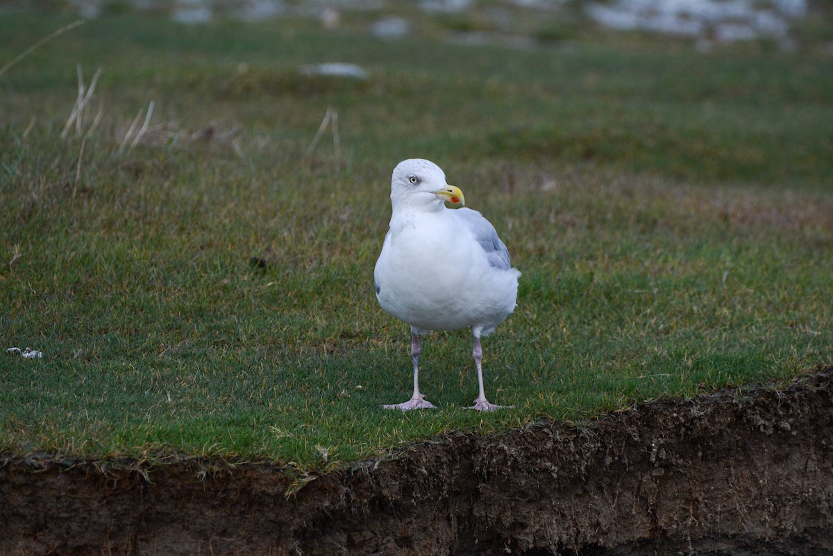European Herring Gull - ML643098904